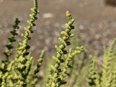 Halocnemum strobilaceum