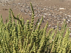 Halocnemum strobilaceum