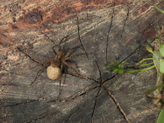 Pardosa pusiola