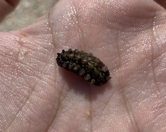 Acanthochitona crinita