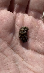 Acanthochitona crinita