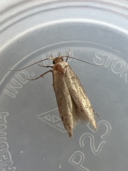 Blastobasis adustella