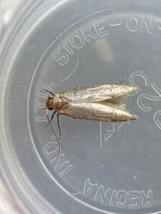 Blastobasis adustella