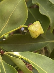 Euonymus carnosus