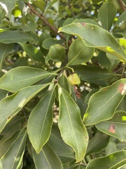 Euonymus carnosus