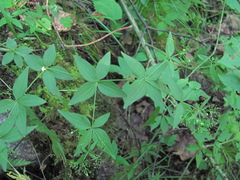 Galium valantioides