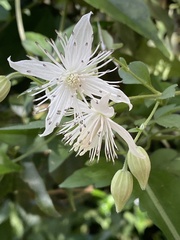 Clematis parviloba