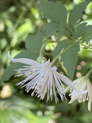 Clematis parviloba