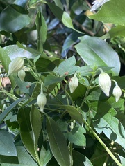 Clematis parviloba