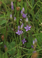 Gentianella rhaetica