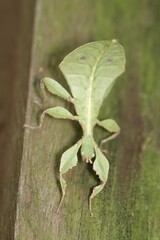 Cryptophyllium chrisangi