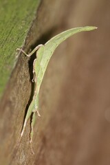 Cryptophyllium chrisangi