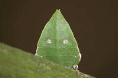 Cryptophyllium chrisangi