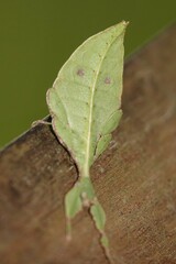 Cryptophyllium chrisangi