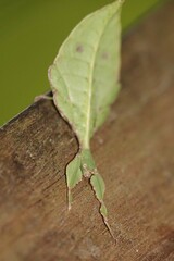 Cryptophyllium chrisangi