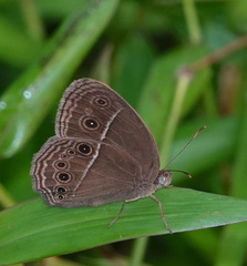 Mycalesis horsfieldi