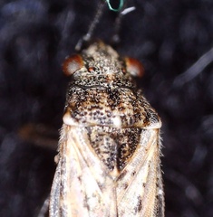 Nysius ericae