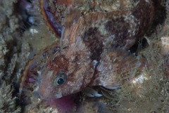Parablennius cornutus