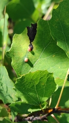 Harmandiola globuli