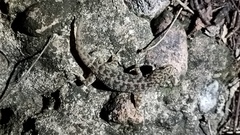 Phyllodactylus tuberculosus
