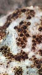 Phyllodactylus tuberculosus