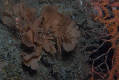 Flustra
