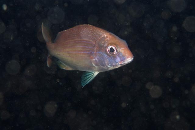 Panga seabream (Pterogymnus laniarius) — Sparidae