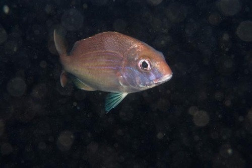Panga seabream (Pterogymnus laniarius) — Sparidae