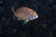 Pterogymnus laniarius