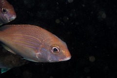 Pterogymnus laniarius