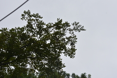Pycnonotus conradi