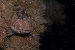 Parablennius cornutus