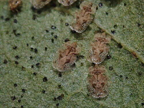 iNaturalist observation photo of Corythucha