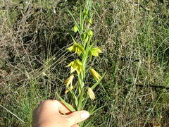 Gloriosa rigidifolia
