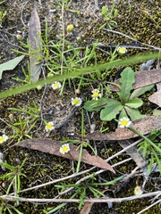 Brachyscome lineariloba