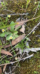 Brachyscome lineariloba