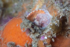 Thylacodes natalensis