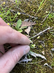 Brachyscome lineariloba