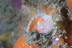 Thylacodes natalensis