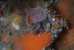 Thylacodes natalensis