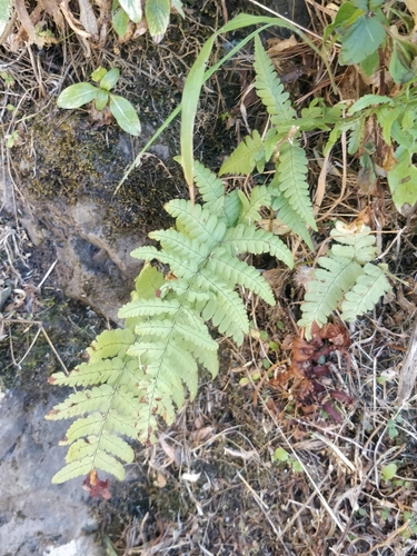 Image of Dryopteris aitoniana by (c) Vítor Jorge, some rights reserved (CC BY)