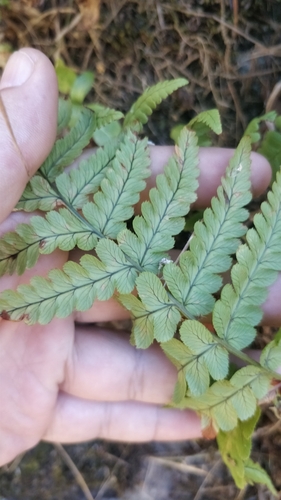 Image of Dryopteris aitoniana by (c) Vítor Jorge, some rights reserved (CC BY)