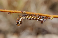 Psalidostetha banksiae