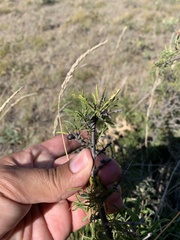 Rhamnus erythroxyloides