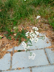 Achillea millefolium