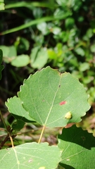 Aceria varia