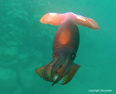 Afrololigo mercatoris