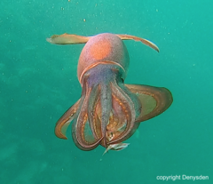 Afrololigo mercatoris