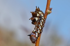 Psalidostetha banksiae