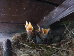 Phoenicurus auroreus